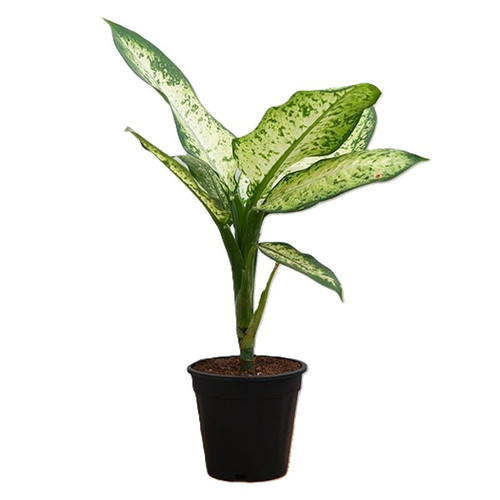 nurserylive g dieffenbachia amoena tropic snow plant c9e5bc03 a75d 4024 af7b 0d78dd85bb8a 804901.jpg