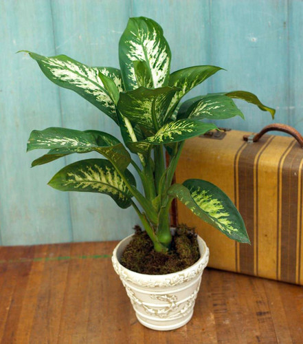 tropic snow dieffenbachia c47329ad 13fc22660a874f00a7aebb8103cbc05a.jpg