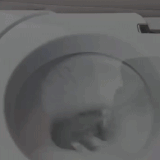 54962.gif
