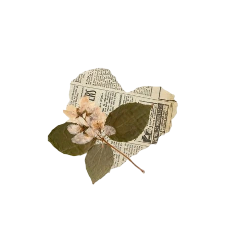 d2bc6b00bc134f477cdf4a2211d5afbe.png