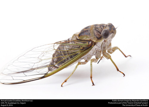 USA, TX, Guadalupe Co.: Seguin9-viii-2016.jpg