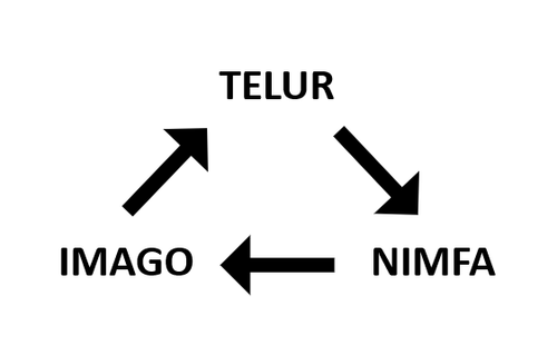 skema tidak.png