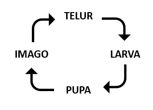 skema sempurna.png