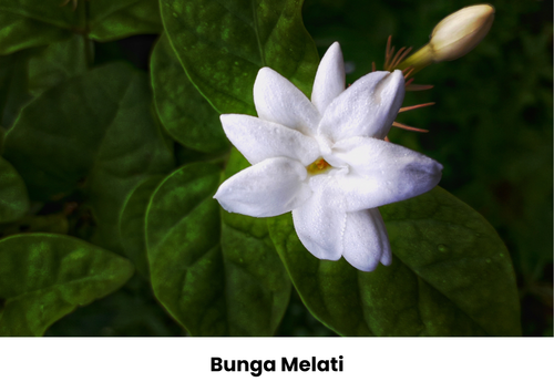bunga melati.png