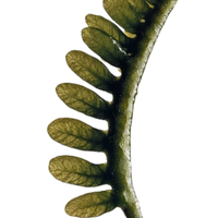 13.png