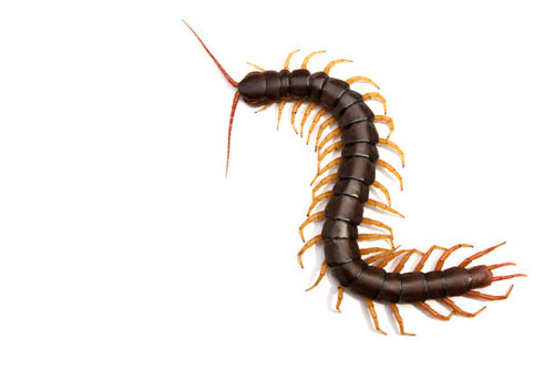 Giant centipede Scolopendra subspinipes isolated on white background..jpg