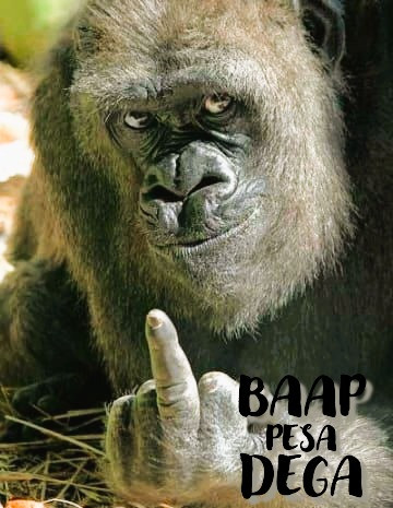 19 Reasons Why Monkeys Are Jerks.jpg