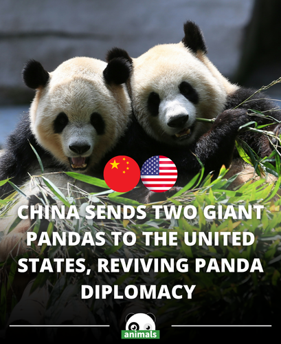 543. China has announced a renewed agreement to send a pair of giant pandas to the United States, co.png
