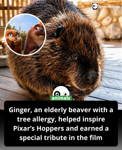 542. Ginger, a beloved geriatric beaver who once lived at the Cheyenne Mountain Zoo, played an unexp.png