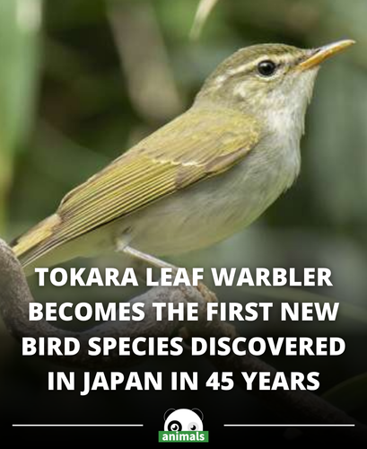 541. Ready for some good news this week Researchers have identified a new bird species in Japan for .png