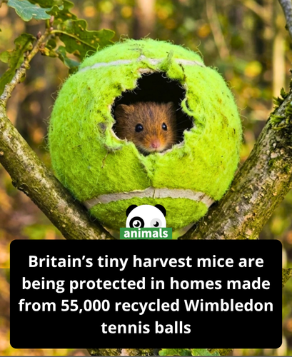 540. From Centre Court to quiet countryside fields, Wimbledon’s tennis balls get a second life prote.png