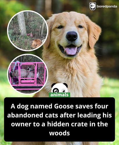 545. In a remarkable display of intuition, a dog named Goose led his owner to a hidden, zip tied cra.png