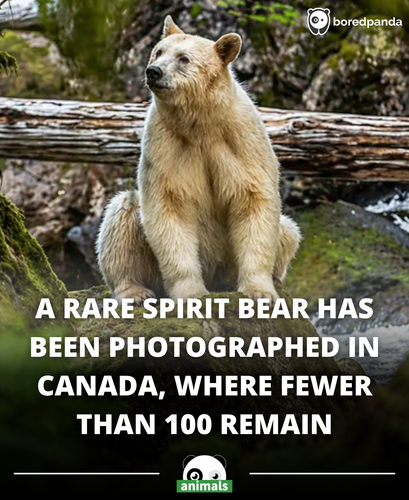 544. Along the remote coast of British Columbia’s Great Bear Rainforest, one of the world’s rarest a.png