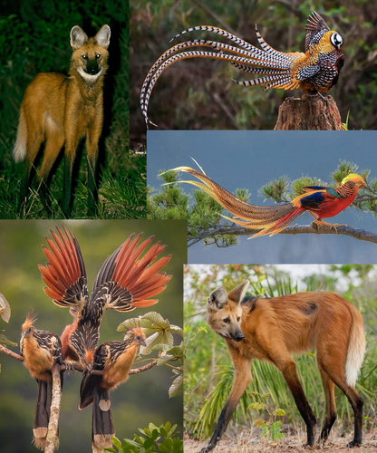 DragonMoodboard 1.png