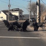 d2084c2521d7fb24ae93ee2d0c9755162eba3794.gif