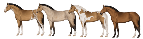 MyHorsez Banner.png