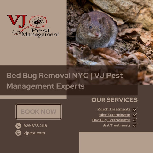 Bed Bug Removal NYC VJ Pest Management Experts (1).jpg