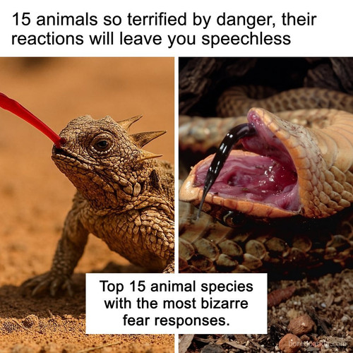 animalsterrifiedbydanger.jpg