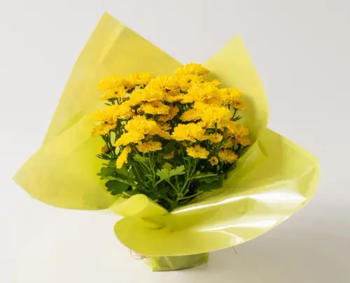 bca47c45f321.webp