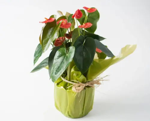b35c0efe80da.webp