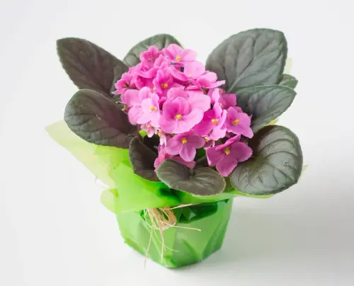 0c5ecbd79328.webp