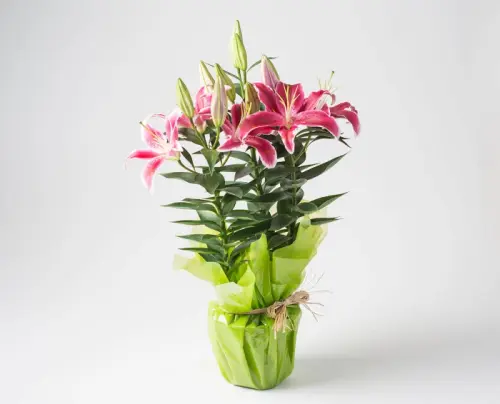 d95b30afc434.webp