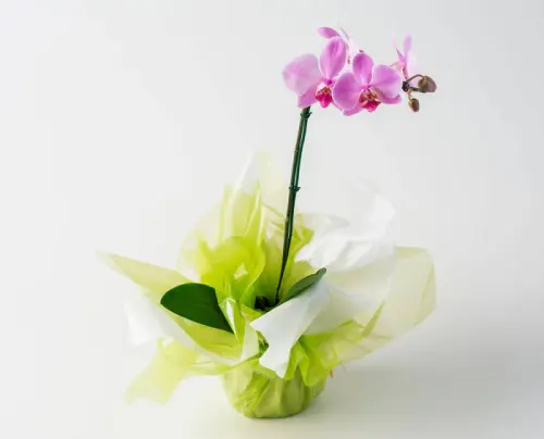 386b85171d9b.webp