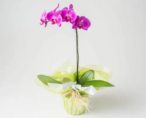 261c698d1fb5.webp