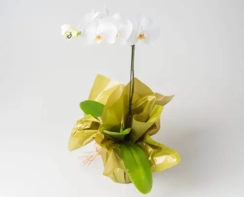d8f26f950a9f.webp