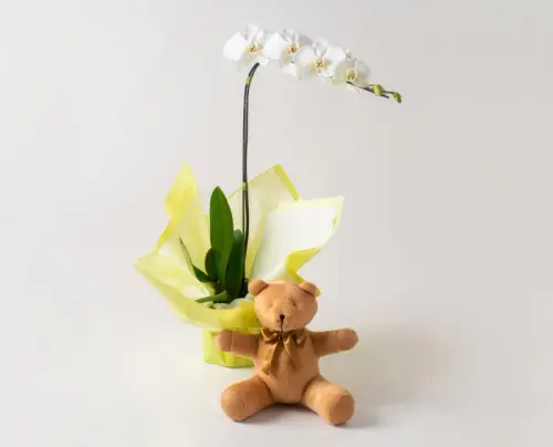 ea86b16221bc.webp
