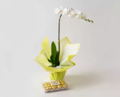 f146c4545a7f.webp