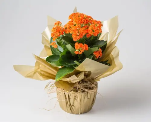 df57e24c5812.webp