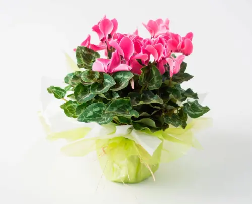 c11e7e3f9de1.webp