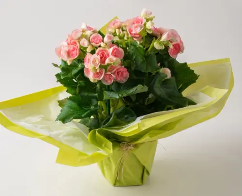 6911f1da13b6.webp