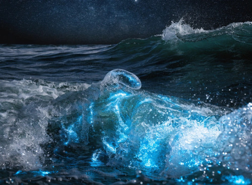 bioluminescent noctiluca scintillans sea sparkle .jpg
