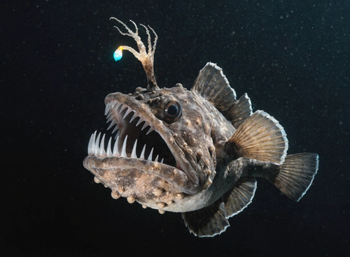 female deep sea anglerfish in dark water biolumin.jpg