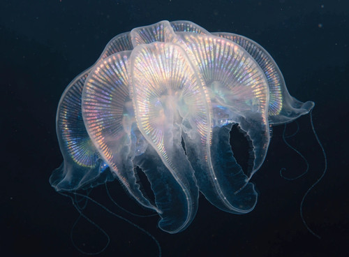 ultra realistic close up of a glowing comb jelly .jpg