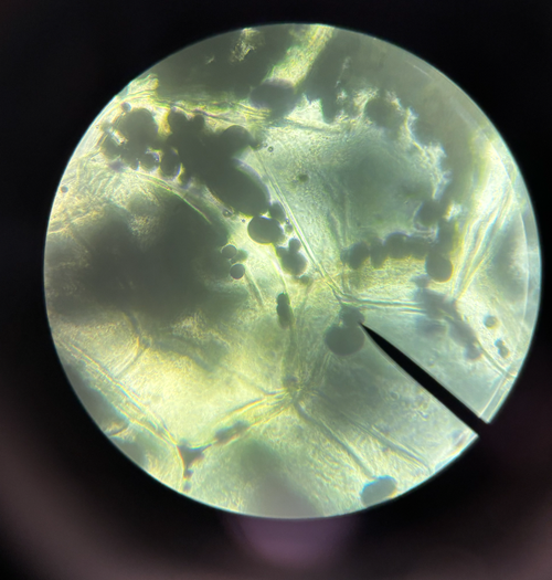 Screenshot 2026 04 27 at 10.09.18 AM.png