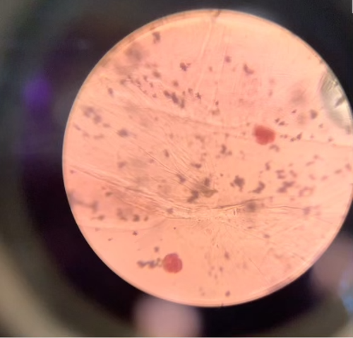 Screenshot 2026 04 27 at 10.08.53 AM.png