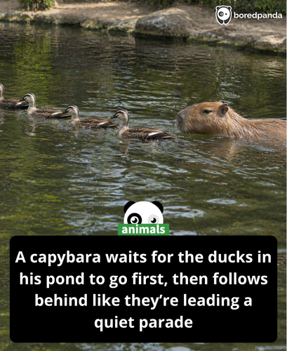 Ai capybara story.png