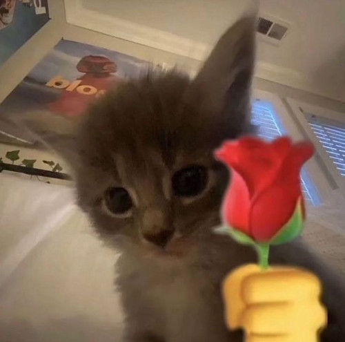 ✊🌹.jpg