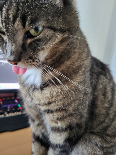 Funny cat