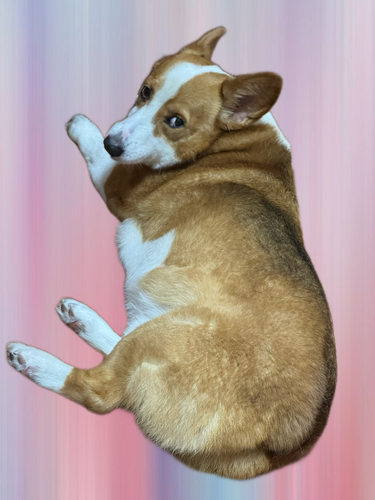 IMG 1067.png