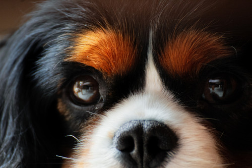 Maverick Closeup.jpg