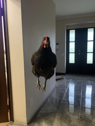 gallina cerrada.png