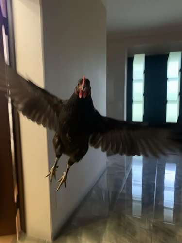 gallina abierta.png
