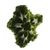 BROCOLI.jpg