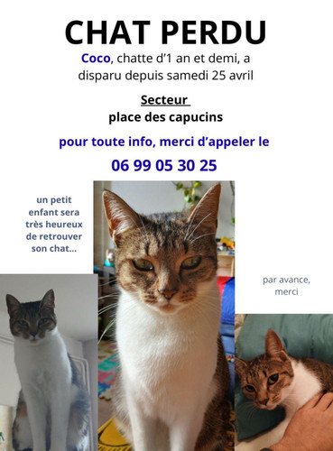 Chat perdu capucins.jpg