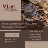 Bed Bug Removal NYC  VJ Pest Management Experts (1)