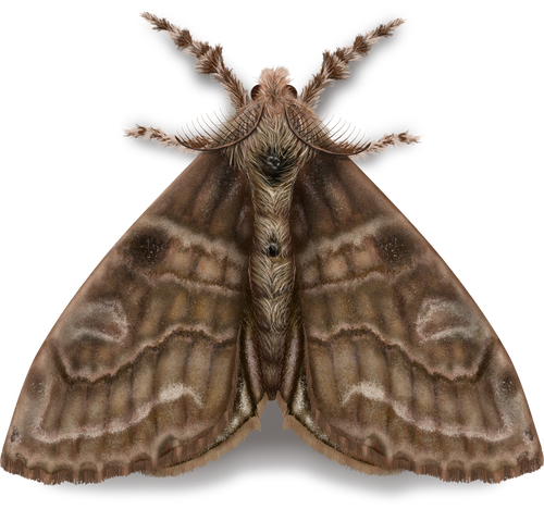ngengat.png